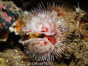Tubeworm by Olivier Notz 